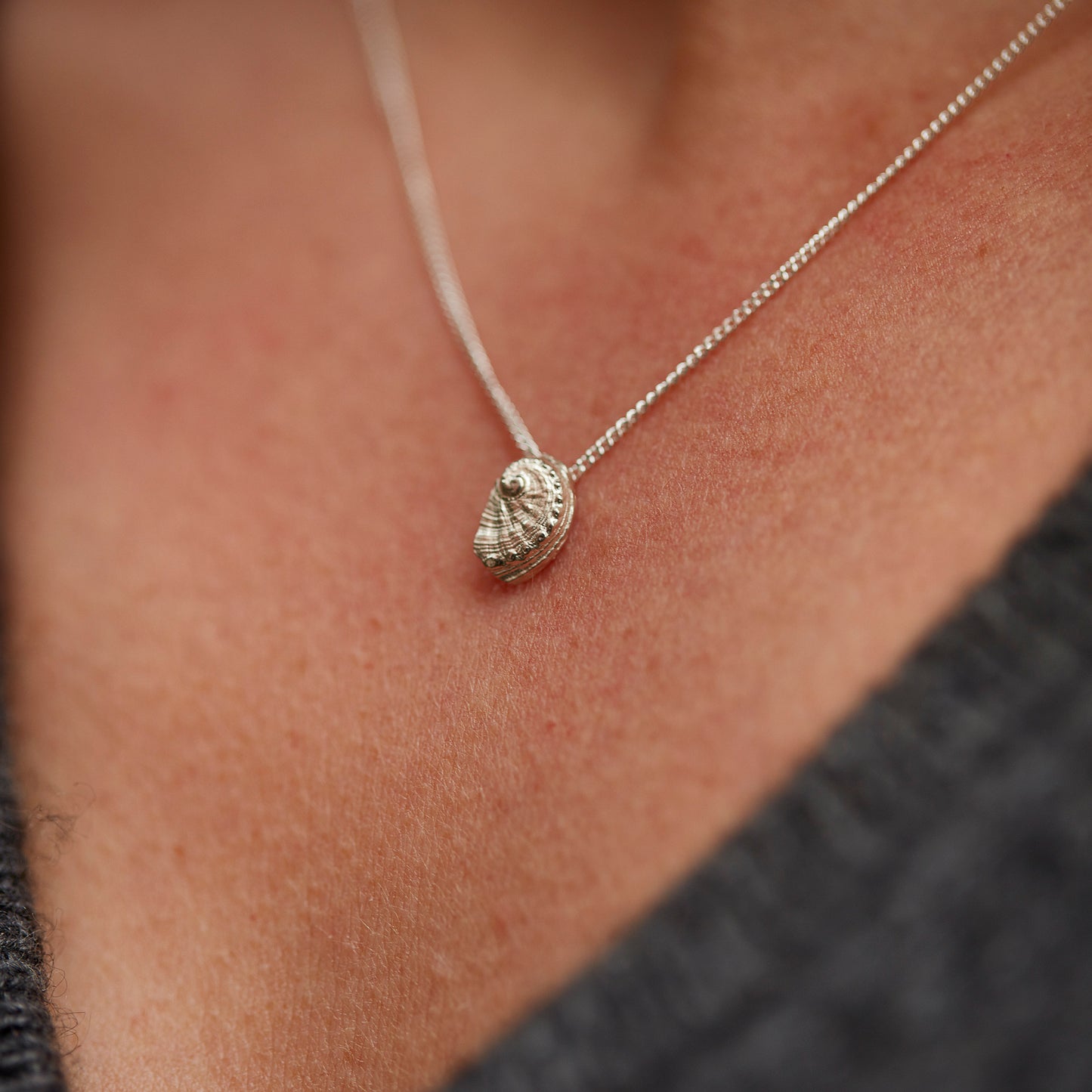 "Haliotis", MICRO Molluscus Collection.
