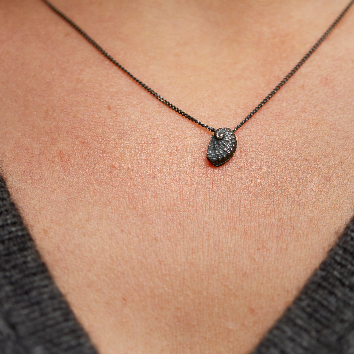 "Haliotis", MICRO Molluscus Collection.