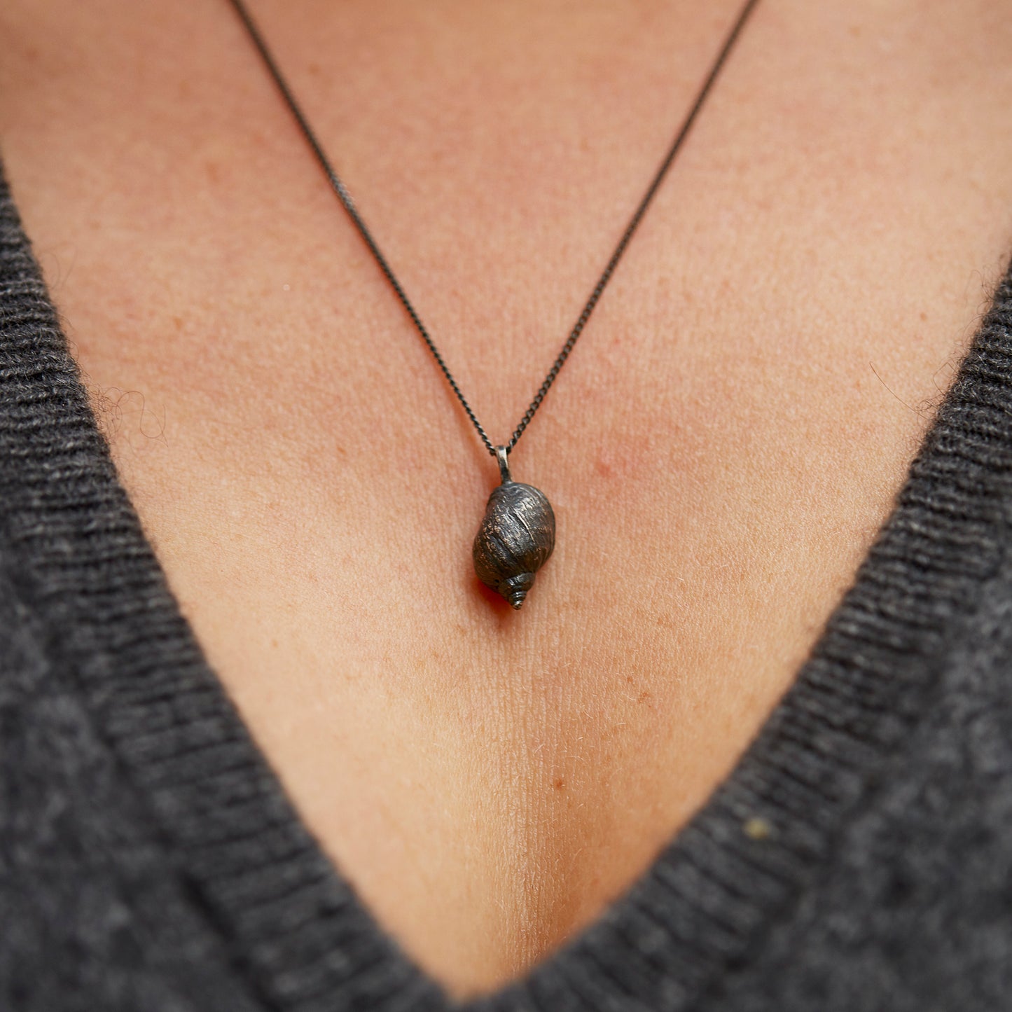 "Littorina", MACRO Molluscus Collection.