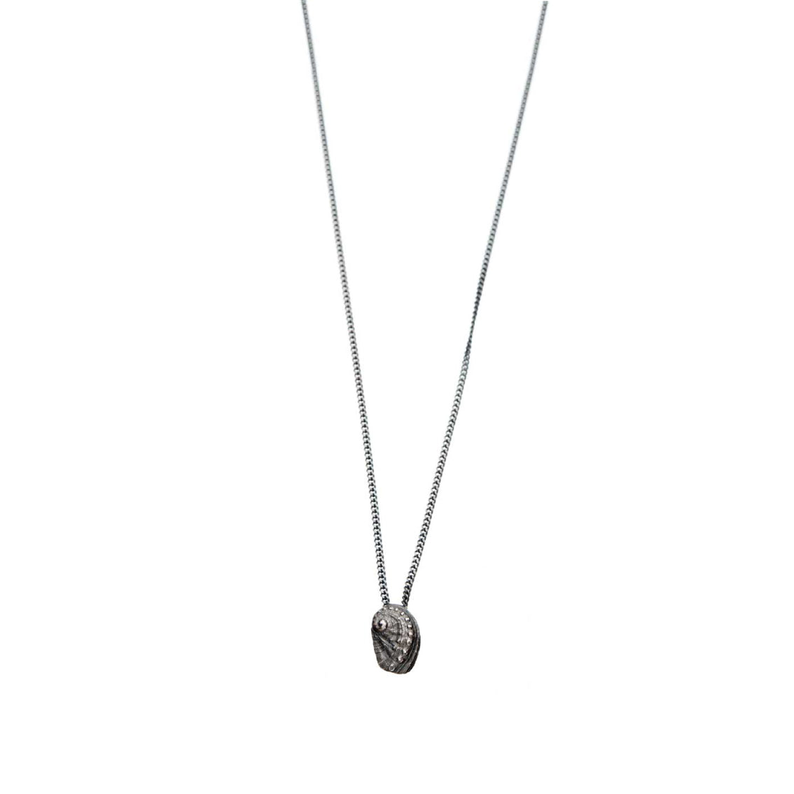 "Haliotis", MICRO Molluscus Collection.