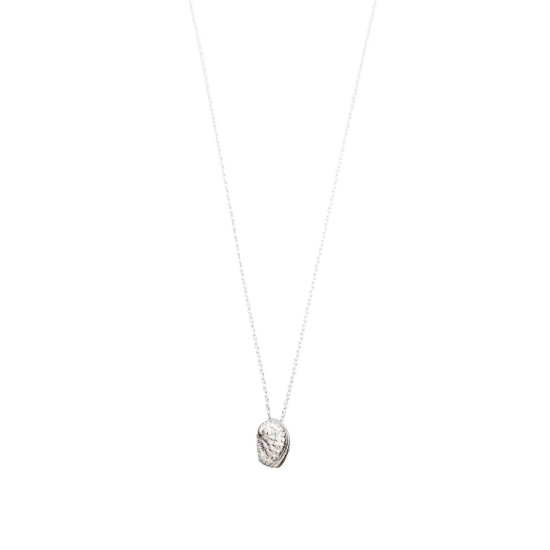 "Haliotis", MICRO Molluscus Collection.