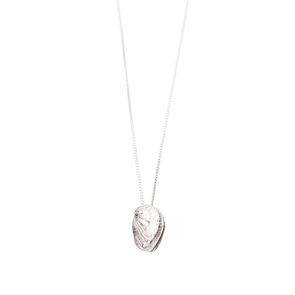 "Haliotis", MACRO Molluscus Collection.